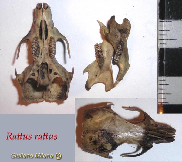 Cranio: Rattus rattus